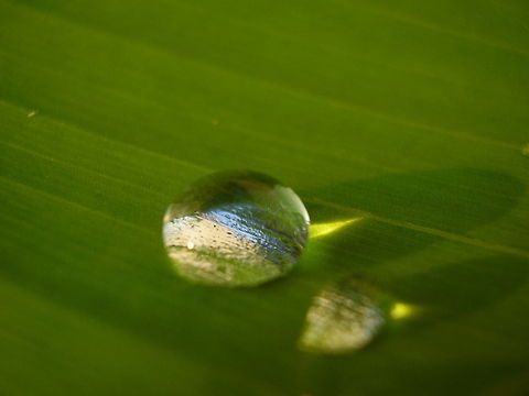 Drops This was taken with a point and shot and a magnifing glass.... macro