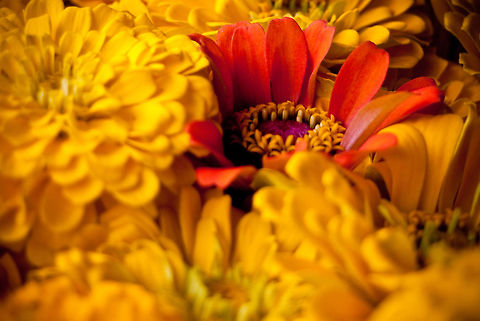 Zinnia SONY DSC Zinnia elegans