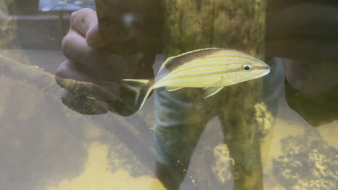 Cottonwick grunt  Cottonwick grunt,Haemulon melanurum