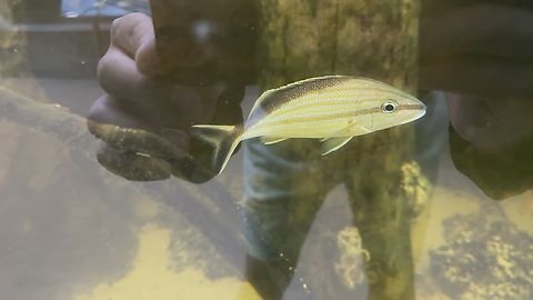 Cottonwick grunt Cottonwick grunt,Haemulon melanurum
