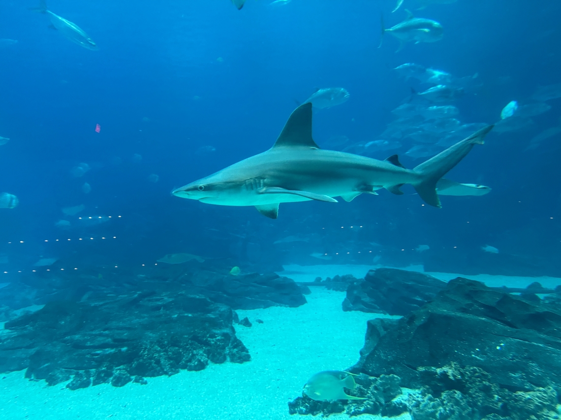Sandbar Shark (Carcharhinus plumbeus)  Carcharhinus plumbeus,Sandbar shark