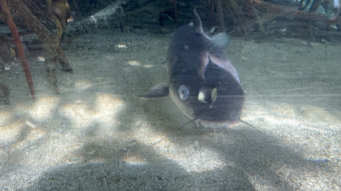 Hardhead catfish  Ariopsis felis,Hardhead catfish