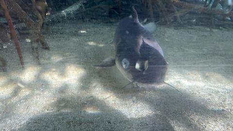 Hardhead catfish  Ariopsis felis,Hardhead catfish