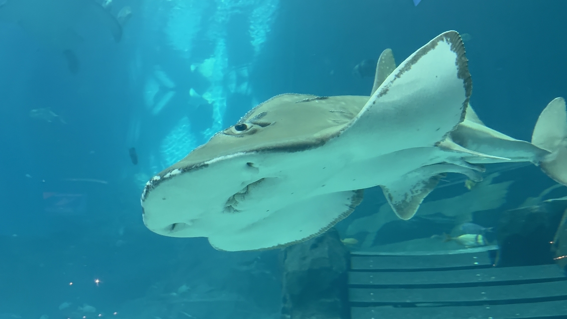 IMG_8214  Rhina ancylostoma