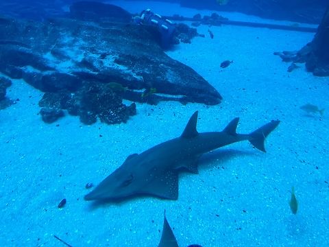 IMG_7907  Rhynchobatus australiae,White-spotted guitarfish