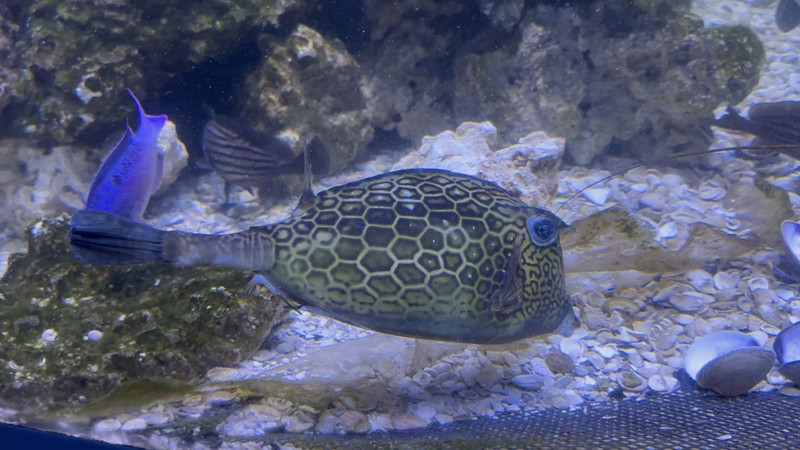 Honeycomb Cowfish at the Florida Aquarium  Acanthostracion polygonius,Honeycomb cowfish