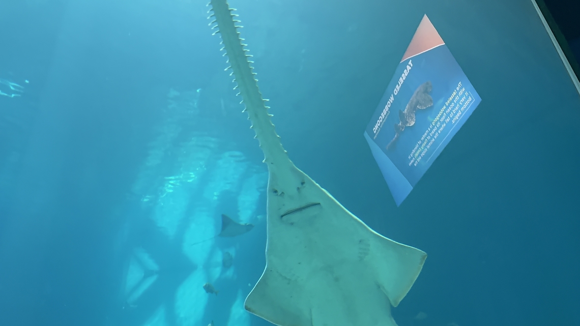 IMG_8203  Longcomb sawfish,Pristis zijsron