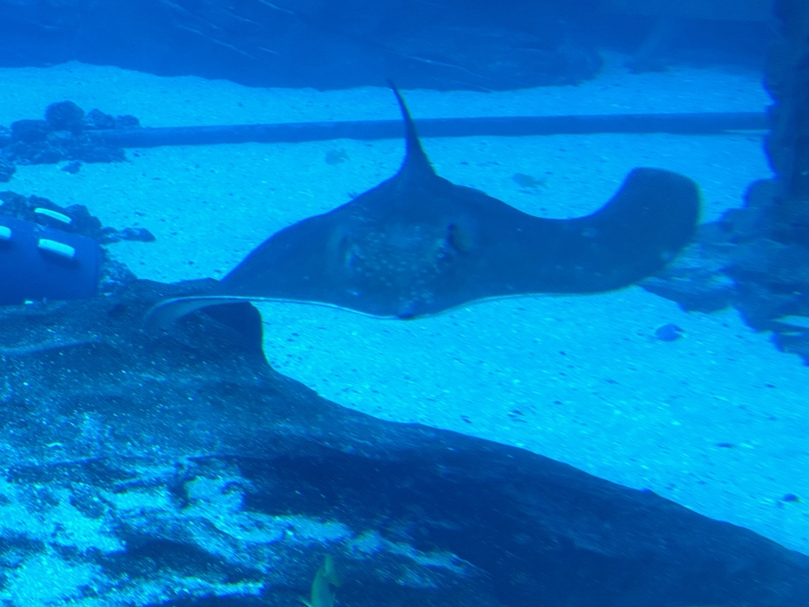 IMG_7922  Bathytoshia centroura,Roughtail Stingray