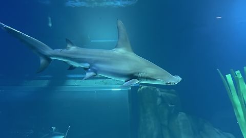 IMG_7408 Great hammerhead,Sphyrna mokarran
