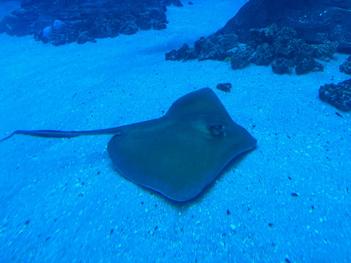 Stingray in Atlanta Aquarium  Hypanus americanus,Southern stingray