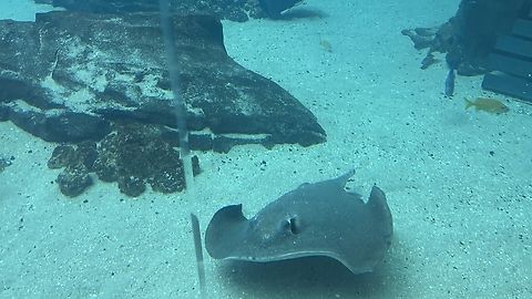 IMG_8514  Urogymnus asperrimus,porcupine ray