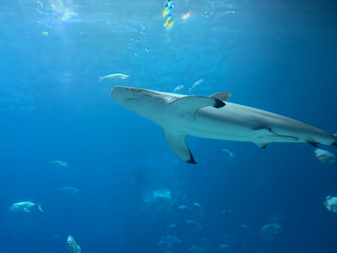 IMG_7701  Carcharhinus falciformis,Silky shark