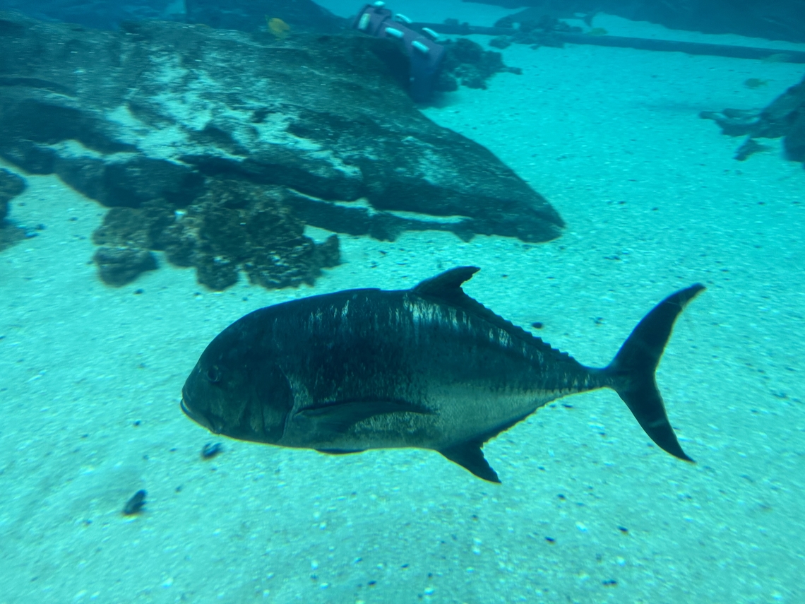 IMG_7901  Caranx ignobilis,Giant trevally