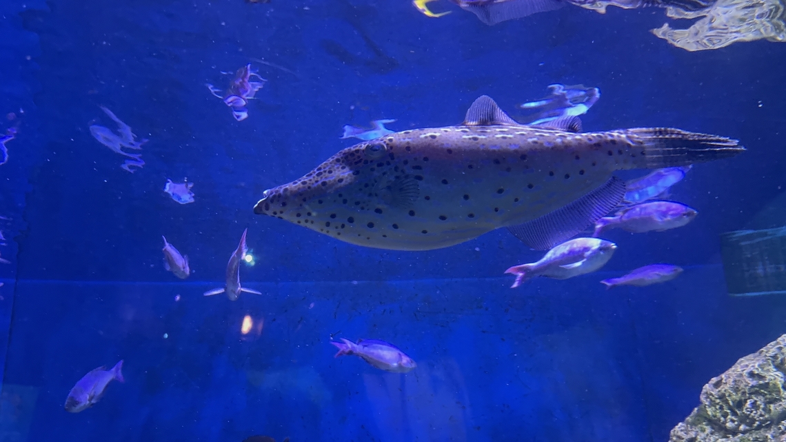 IMG_9798  Aluterus scriptus,Scrawled filefish