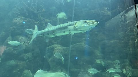 IMG_9967  Great barracuda,Sphyraena barracuda