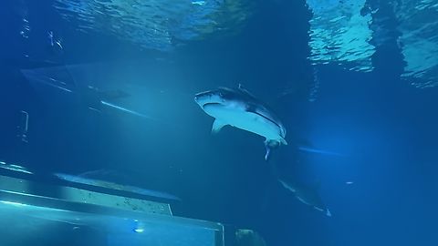 IMG_7445  Galeocerdo cuvier,Tiger shark