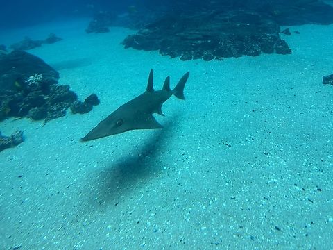 IMG_7742  Rhynchobatus australiae,White-spotted guitarfish