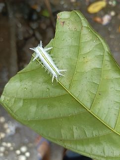 IMG_20240105_115456_929