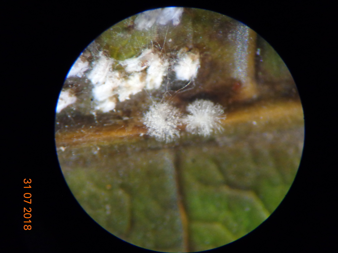 6.DSC07154_Adult female white mango scale (Aulacaspis tubercularis) Newstaed White mango scale, Aulacaspis tubercularis (Hemiptera: Diaspididae) Newstaed under laboratory condition tested for efficacy of entomopathoge control. Fungi sprayed on infested mango leaf blastospore of the entomopathogene grow on the cadaver. Aulacaspis tubercularis (Hemiptera: Diaspididae) Newstaed batch V