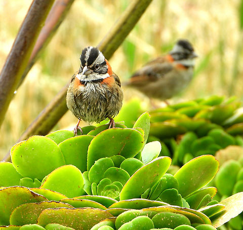 Rufous-collared Sparrows Taken at Hacienda El Bosque in Colombia, February 2023. Colombia,Rufous-collared sparrow,Sparrows,Zonotrichia capensis