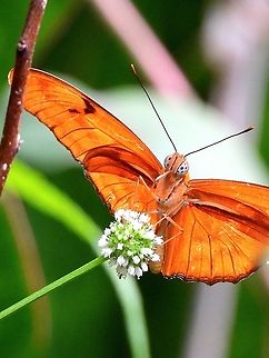 Julia Heliconian  Dryas iulia,Julia Butterfly