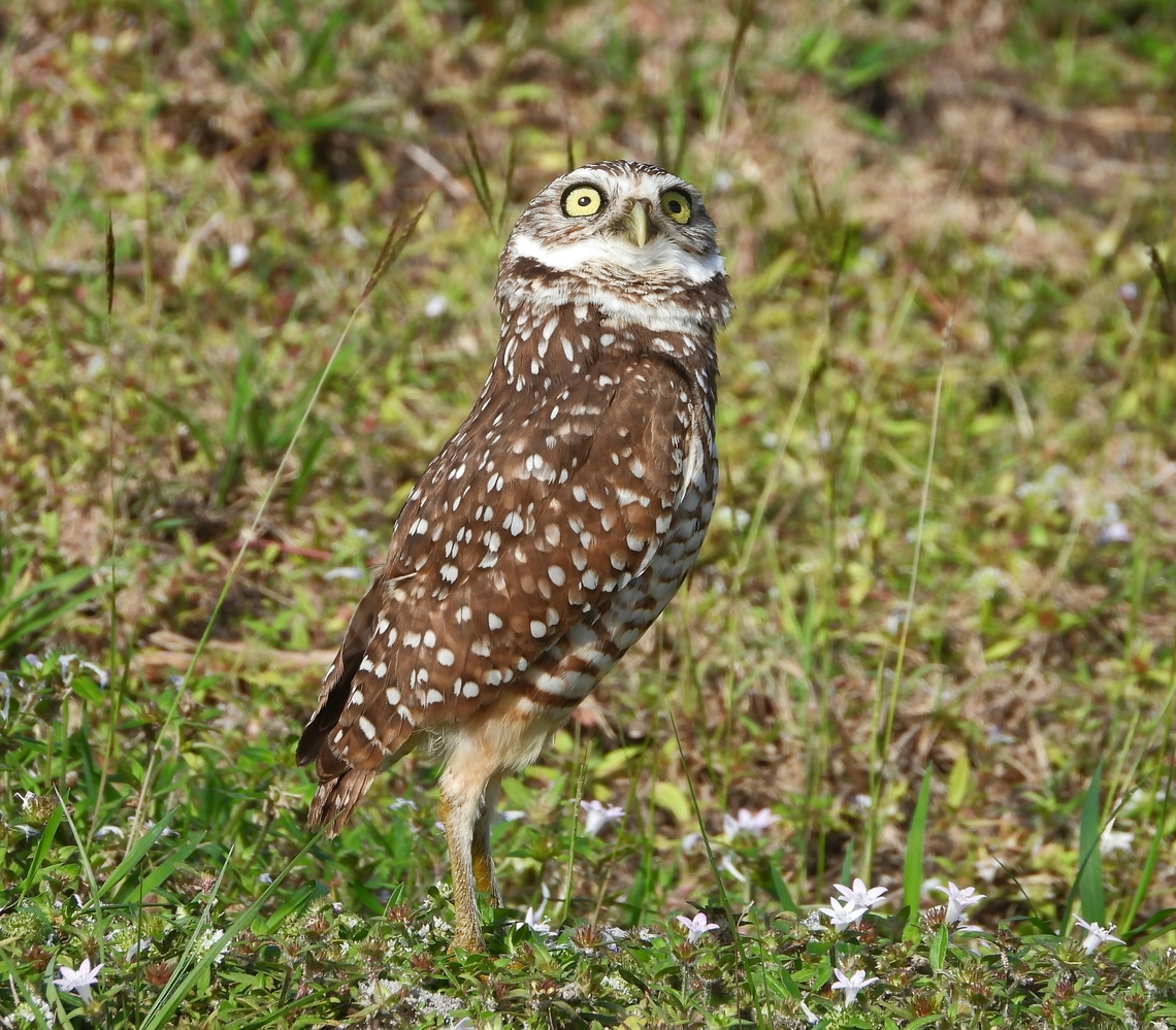 Burrowing Owl One of many in a community in Cape Coral, Florida. Taken yesterday. Athene cunicularia,Birds,Burrowing owl,cape coral,owls,protected species
