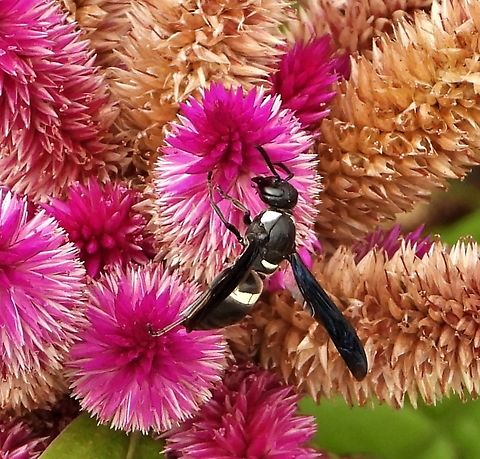 Four-toothed Mason Wasp on Silver Cockscomb Local garden, Naples, Florida. Florida,Four-toothed Mason Wasp,Monobia quadridens,Wasp,garden