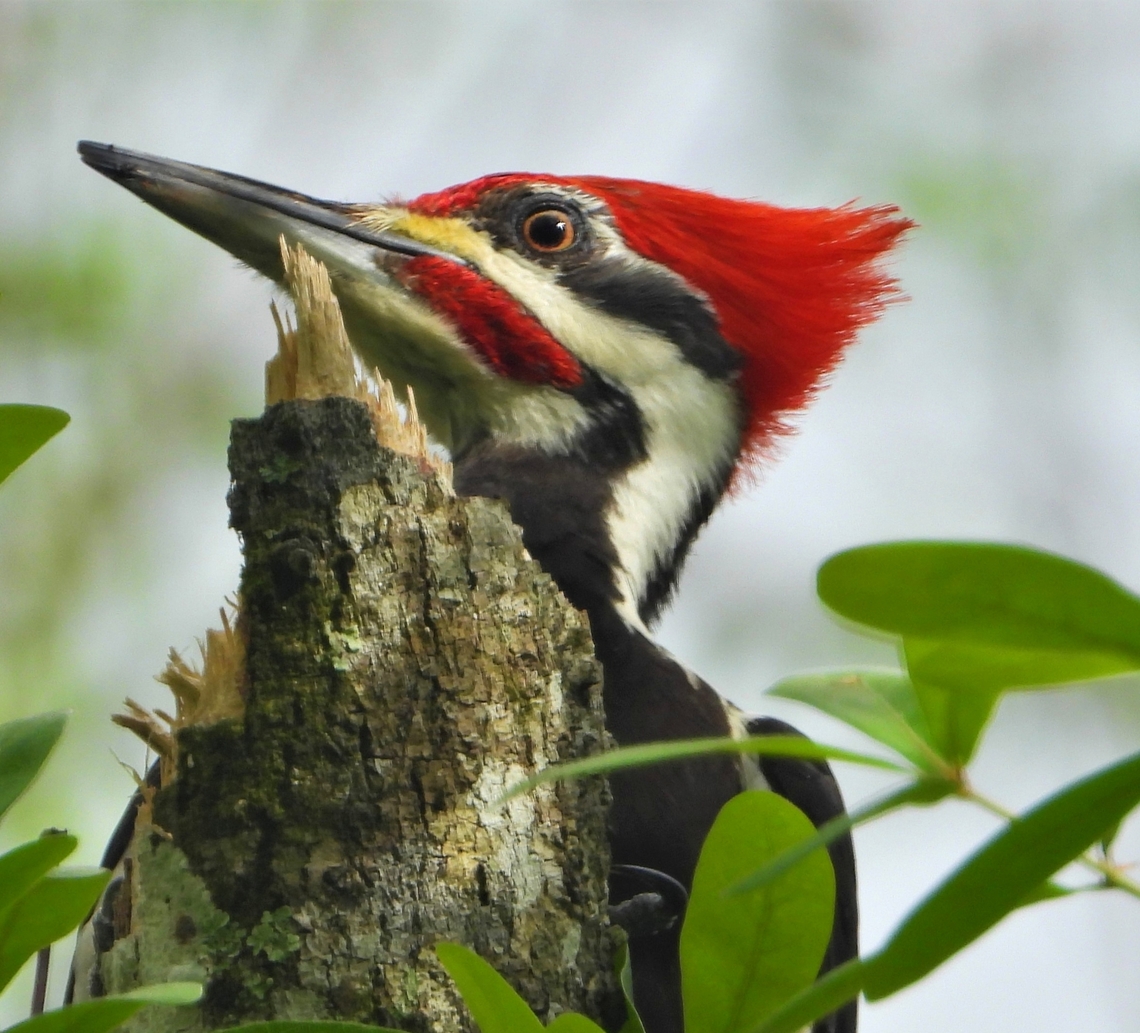 Pileated Woodpecker  Dryocopus pileatus,Geotagged,Pileated Woodpecker,United States,Winter