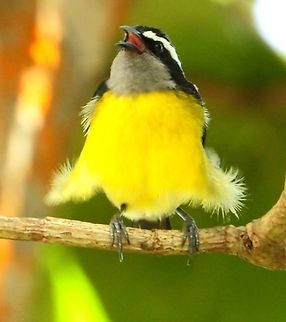 Bananaquit There are more exotic and colorful birds on Tobago but this little guy's courting ritual was impressive. Bananaquit,Birds,Coereba flaveola,Tobago
