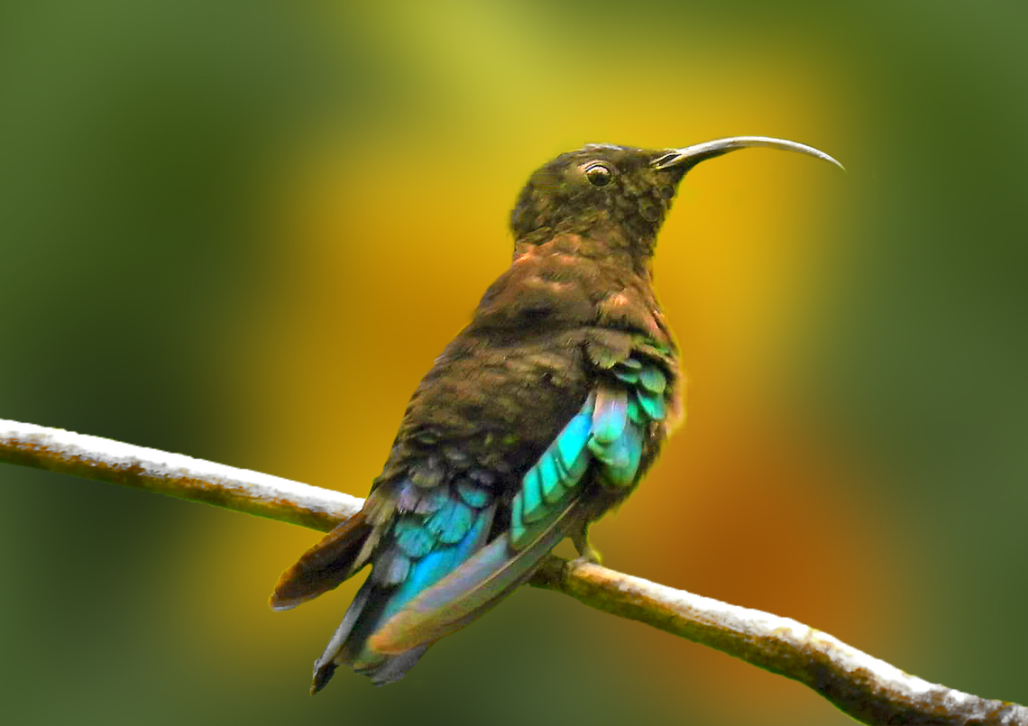 Purple-Throated Carib Hummingbird Took this photo on the beautiful nature island of Dominica in the Lesser Antilles before Hurricane Maria slammed the island,destroying over 90 percent of the homes there.  When I look through my images, I have to wonder if this species still exists. Does anyone know? Birds,Dominica,Eulampis jugularis,Geotagged,Hummingbirds,Lesser Antilles,Nature Island,Purple-throated carib
