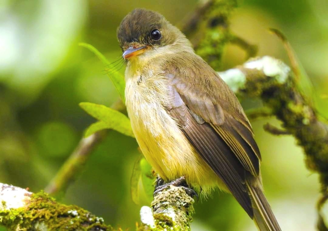 Lesser Antillean Pewee Lots of people I know have stories behind all their bird photos. I don&#039;t for the most part.&nbsp; I look. I shoot. That&#039;s it.<br />
<br />
But I do have a story for this Lesser Antillean Pewee I sighted far off in the Syndicate area of Dominica. The bird sighted me back,  and moved closer and closer until it was a mere 8 feet away staying pefectly still. Never had that happen before.<br />
<br />
 Birds,Contopus latirostris,Dominica,Lesser Antillean pewee,Lesser Antilles,Syndicate