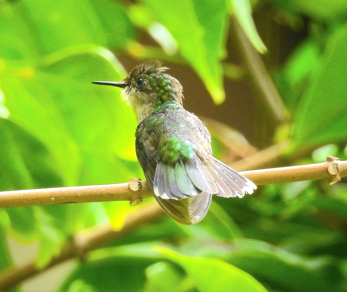 Antillean Crested Hummingbird Another friendly visitor in the garden of our resort in Dominica, an Antillean Crested Hummingbird. I think  this one is male as he has a crest but he was lighter in color than a few of the others feeding on the flowers. Any confirmation appreciated.<br />
 Antillean crested hummingbird,Birds,Dominica,Geotagged,Lesser Antilles,Orthorhyncus cristatus,hummingbirds