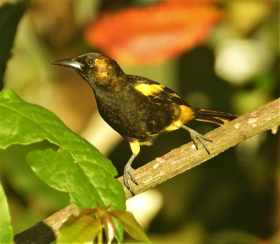 Puerto Rican Oriole Since I prefer to bird away from the hoardes of hikers in El Yunque; I love the very private property the guide in Puerto Rico suggested. At sunrise it was abundant with birds, mostly endemics. This Puerto Rican Oriole was one of many species sighted.<br />
<br />
 Birds,Icterus portoricensis,Oriole,Puerto Rican Oriole,Puerto Rico,endemics,private property
