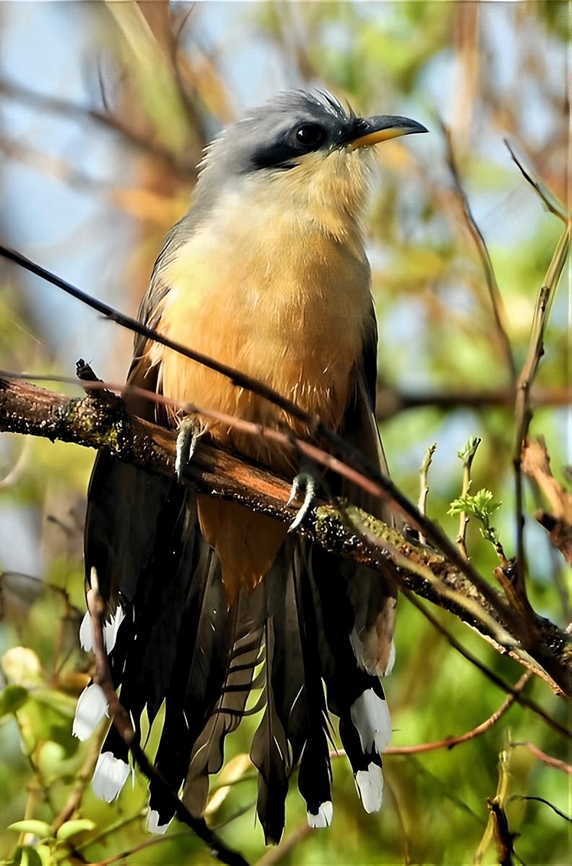 Mangrove Cuckoo Birds, Puerto Rico, Cuckoo Coccyzus minor,Geotagged,Mangrove cuckoo,Puerto Rico