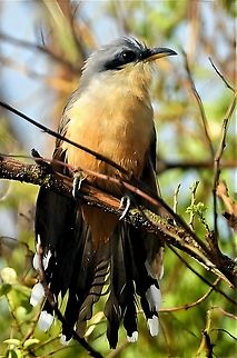 Mangrove Cuckoo Birds, Puerto Rico, Cuckoo Coccyzus minor,Geotagged,Mangrove cuckoo,Puerto Rico