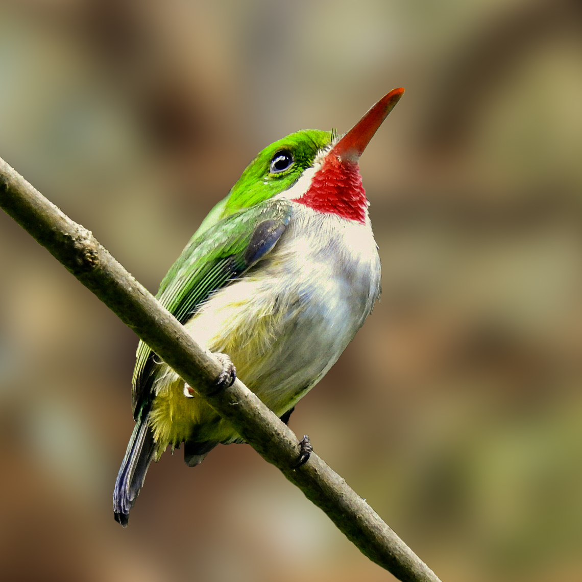 Puerto Rican Tody My favorite bird in Puerto Rico is the endemic Puerto Rican Tody, &quot;San Pedrito&quot; (&quot;Little Saint Peter&quot;)<br />
<br />
Not only is he omnipresent, very colorful and very visible, he is so incredibly patient with photographers. This one stayed in one spot for a very long time. I just blended the background in the image to make the bird stand out.<br />
<br />
 Birds,Puerto Rican tody,Puerto Rico,Todus mexicanus,Tody,endemic