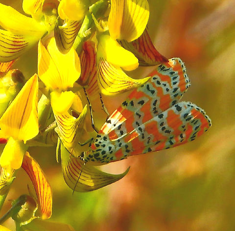 Ornate Bella Moth This is my third try....AKA Rattlebox Moth. I love its colors, its diurnal nature, and that it eats invasive plants. Found it in a field near my home. Diurnal,Geotagged,Moths,Ornate Bella,Rattlebox,Southwest Florida,USA,Utetheisa ornatrix