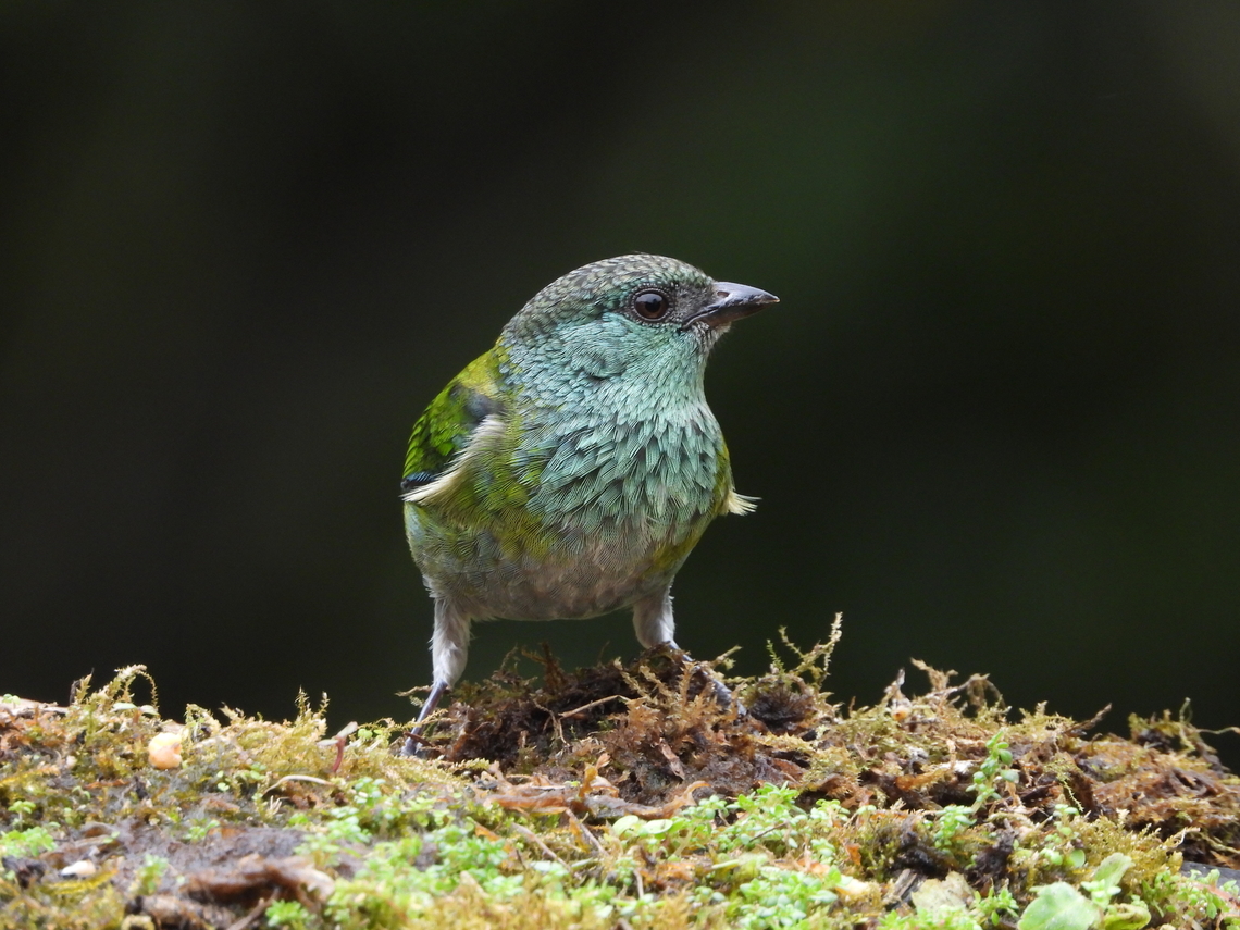 Black-capped Tanager Back in Colombia and saw dozens of species on my first day.  These fincas set things up to attract birds. And they do. Black-capped tanager,Colombia,Stilpnia heinei,finca