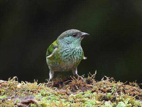 Black-capped Tanager Back in Colombia and saw dozens of species on my first day.  These fincas set things up to attract birds. And they do. Black-capped tanager,Colombia,Stilpnia heinei,finca
