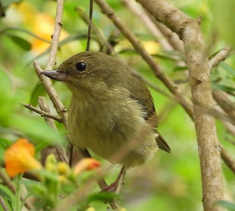 Rusty Flowerpiercer This female Rusty Flowerpiercer was one of 22 lifers I saw today on a finca in Colombia.  Birds,Colombia,Diglossa sittoides,Finca,Rusty Flower Piercer,Rusty flowerpiercer,lifer