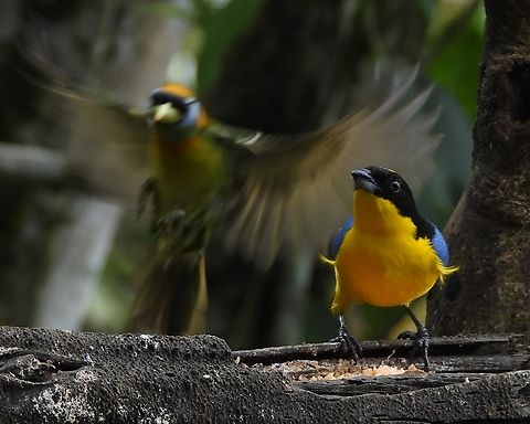 Blue-winged Mountain Tanager with Red-headed Barbet I think the Barbet startled the Tanager judging by the look on the Tanager's face. At La Florida bird preserve near Cali, Colombia. Anisognathus somptuosus,Birds,Blue-winged Mountain Tanager,Blue-winged mountain tanager,Colombia,Red-headed Barbet