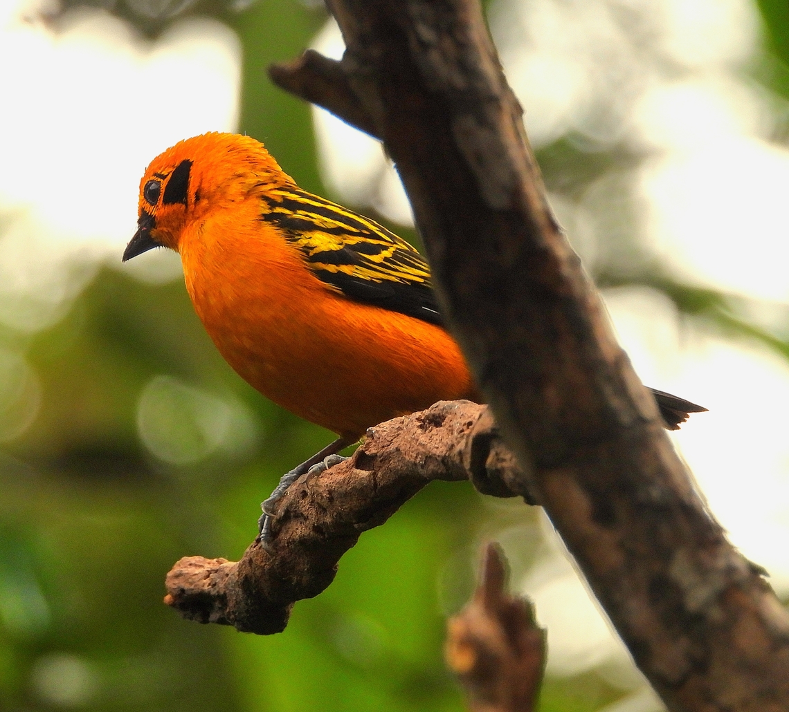 Golden Tanager A golden bird in the golden hour. Bird,Colombia,Golden Tanager,Golden tanager,Tangara arthus