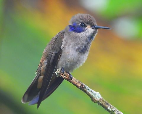 Brown Violetear A very calm Brown Violetear hummingbird among dozens of frenetic hummingbirds in Colombia.  Brown violetear,Colibri delphinae,Colombia
