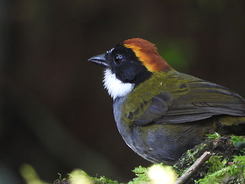 Chestnut-capped Brushfinch Subtle coloring almost made me miss this one.  But I heard him before I saw him and was charmed by his sweet song. Arremon brunneinucha,Birds,Chestnut-capped brush finch,Colombia,song