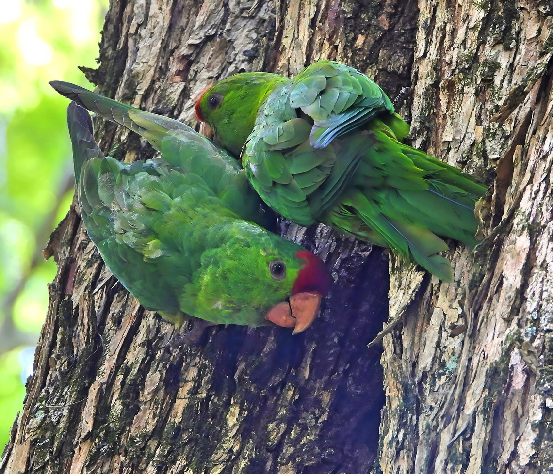 Scarlet-fronted Parakeets Rose gardens surround the 1800s house that was the setting of famed romantic novel &quot;Mar&iacute;a by Colombian author Jorge Issacs. The gardens are beautiful but the birds in all the trees are even more beautiful.  Birds,Colombia,Jorge Issacs,Psittacara wagleri,Scarlet-fronted Parakeets,Scarlet-fronted parakeet
