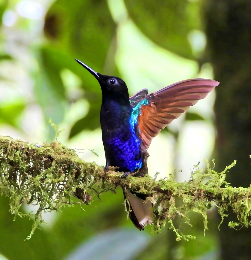 VELVET-PURPLE CORONET At a local Colombian finca near Cali. Birds,Boissonneaua jardini,Colombia,Hummingbird,Velvet- Purple Coronet,Velvet-purple coronet