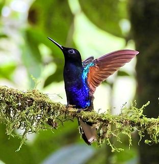 VELVET-PURPLE CORONET At a local Colombian finca near Cali. Birds,Boissonneaua jardini,Colombia,Hummingbird,Velvet- Purple Coronet,Velvet-purple coronet