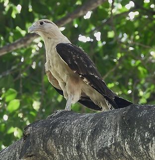 Yellow-headed Caracarra I assume this is an immature Yellow-headed Caracarra as the head is pale. Found in the park fronting San Antonio church in Cali, Colombia. Cali is a very birdy city with 500 species living here or passing through.

 Bird,Cali,Colombia,Milvago chimachima,Yellow-headed Caracarra