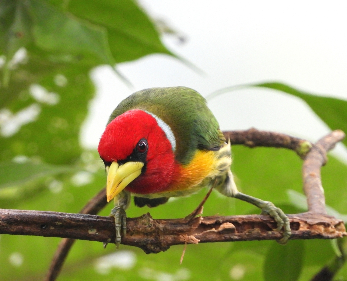 Red-headed Barbet This Red-headed Barbet at a finca near Cali is one of the brightest birds I have seen in Colombia. And one of the most determined, too. Bird,Colombia,Eubucco bourcierii,Red-headed Barbet,Red-headed barbet,finca