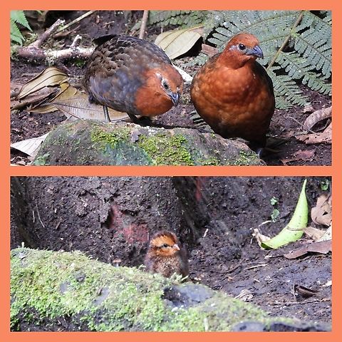 Chestnut Wood Quail Partial Chestnut Wood Quail family at a finca near Cali,  Colombia. Mommy and me and baby makes 3.  Bird,Chestnut Wood Quail,Chestnut wood quail,Colombia,Odontophorus hyperythrus,endemic,family,finca